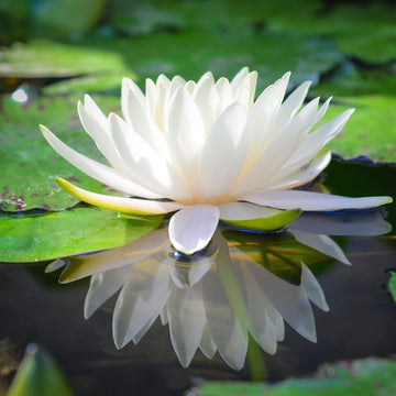 Weißer Lotus Absolue 100 % - Nymphaea lotus - von ESSENCE-PUR | naturrein & hochwertig