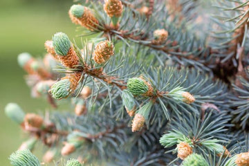 Weiß-Fichte (Picea glauca) – Nadeln und junge Zapfen