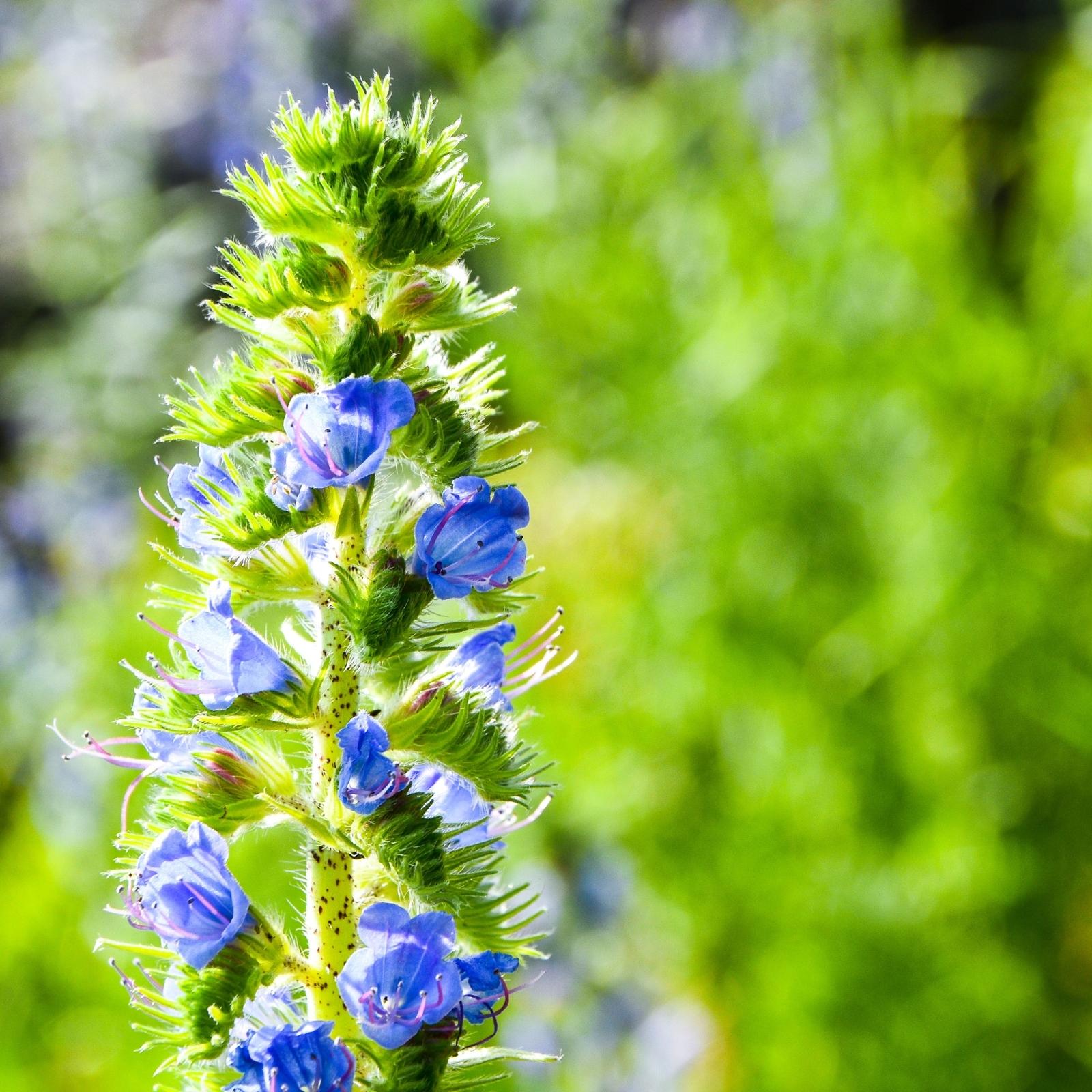 Blühender Ysop (Hyssopus officinalis) aus biologischem Anbau – traditionelle mediterrane Kräuterpflanze für hochwertiges Ysop Hydrolat bio