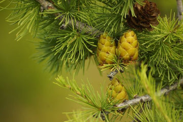 Zedernzweige mit Zapfen Cedrus atlantica aus Frankreich – natürliche Quelle für Zedernholz Hydrolat und ätherisches Öl