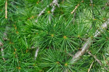 Zweige der Atlaszeder Cedrus atlantica mit grünen Nadeln – Ausgangsmaterial für Zedernholzöl Zweige bio.