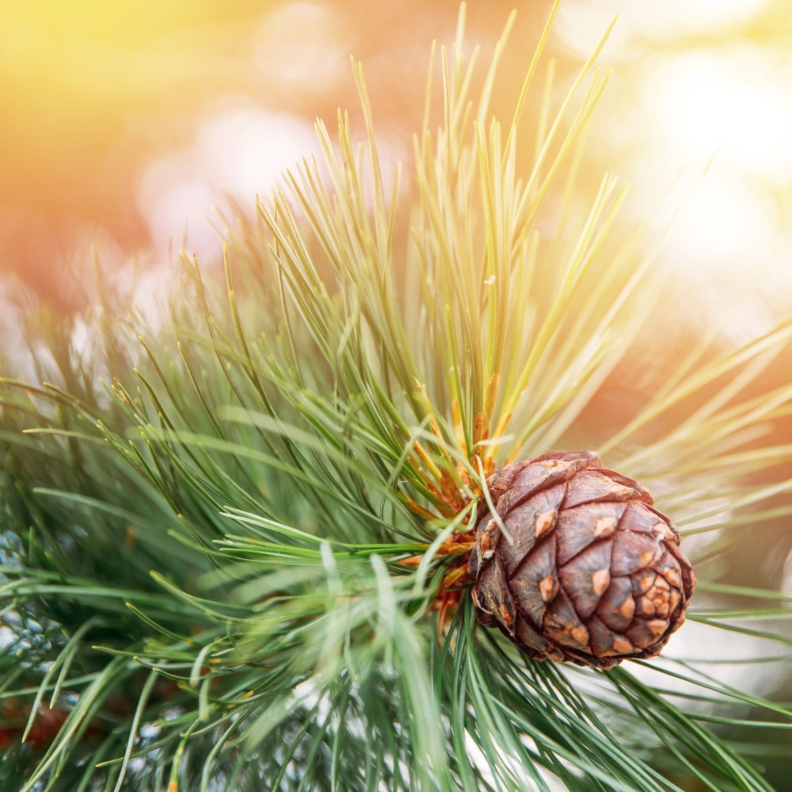 Zedernholz Hydrolat Atlas Zweige bio - von ESSENCE - PUR | naturrein & hochwertig