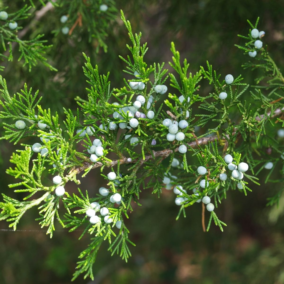 Zedernholz Öl Texas – Juniperus mexicana aus den USA - von ESSENCE-PUR | naturrein & hochwertig