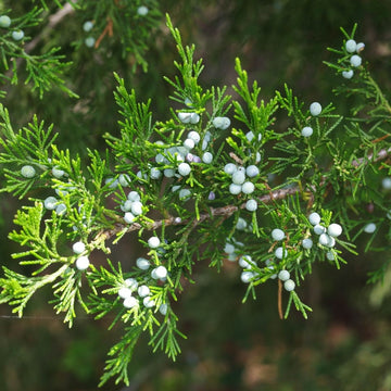 Zedernholz Öl Texas – Juniperus mexicana aus den USA - von ESSENCE-PUR | naturrein & hochwertig
