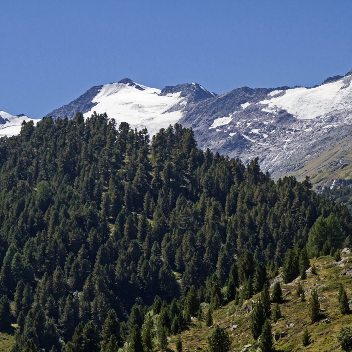 Zirbelkieferöl bio – Die Seele der Alpen 🏔️ - von ESSENCE-PUR | naturrein & hochwertig