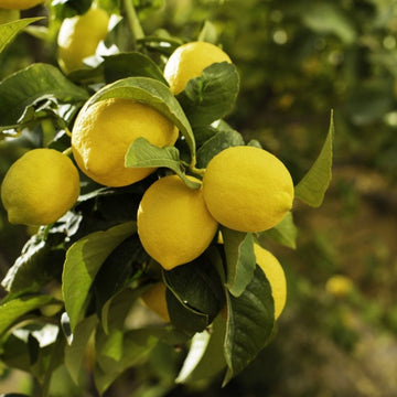 Zitronenöl bio 🍋 sonnig, frisch & mediterran✨ - von ESSENCE - PUR | naturrein & hochwertig