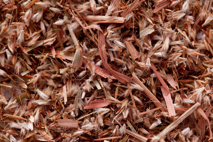 Palmarosa grass seeds (Cymbopogon martinii) zur Gewinnung von Palmarosaöl bio Cymbopogon martinii
