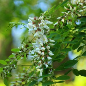 Akazienblüten am Baum zur Gewinnung von Akazienblüten absolue (Akazieblüte absolue (Acacia farnesiana)