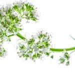 Baldrianpflanze zur Gewinnung von Baldrian bio (Valeriana officinalis) ätherisches Öl