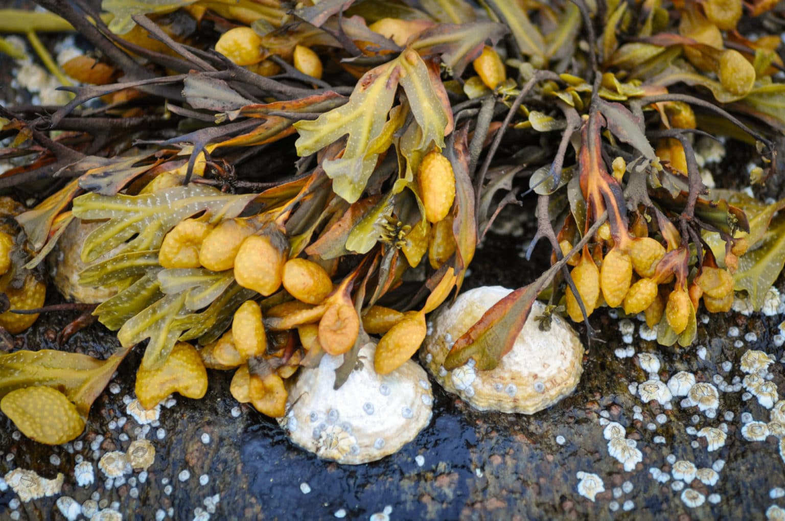 Alge (fucus vesiculosus) 10 Alkoholverdünnung kaufen 2,70 € Essence