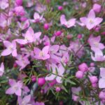 Boronia in Blüte zur Gewinning von Boronia absolue 100% (ätherisches Öl)