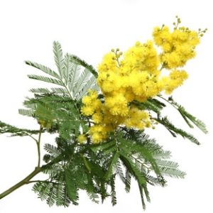 Acacia dealbata - falsche Mimose zur Gewinnung von Mimose absolue 100% (Acacia dealbata)