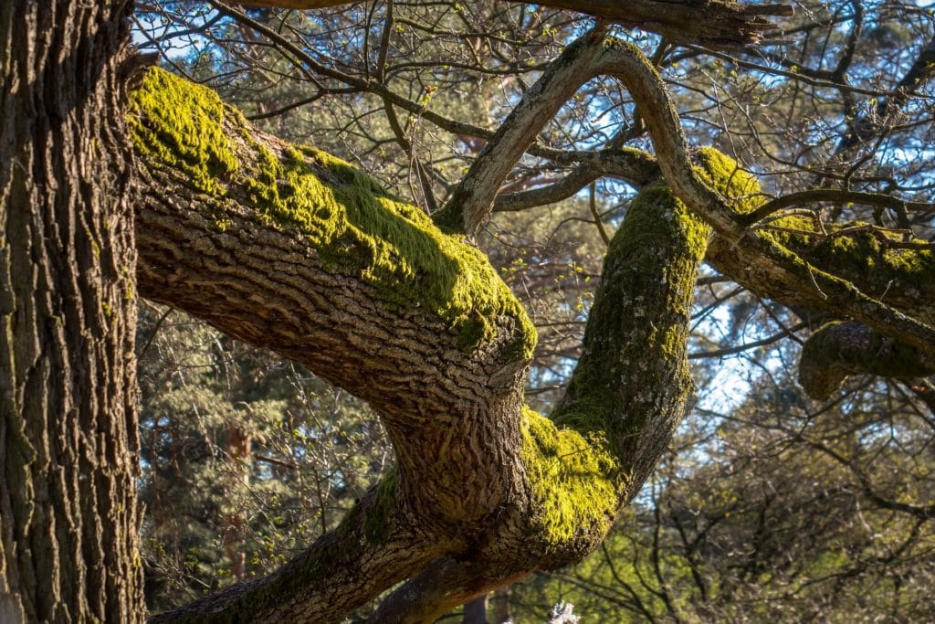 Moos an Eichenbaum zur Gewinnung von Eichenmoos absolue grün 60% (Alkoholverdünnung)