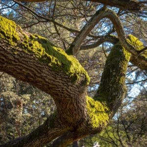 Moos an Eichenbaum zur Gewinnung von Eichenmoos absolue grün 60% (Alkoholverdünnung)