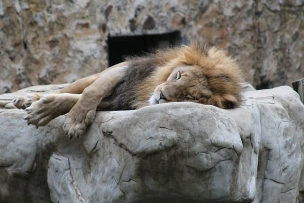 schlafender Löwe dank Entspannung Duftmischung (ätherisches Öl)