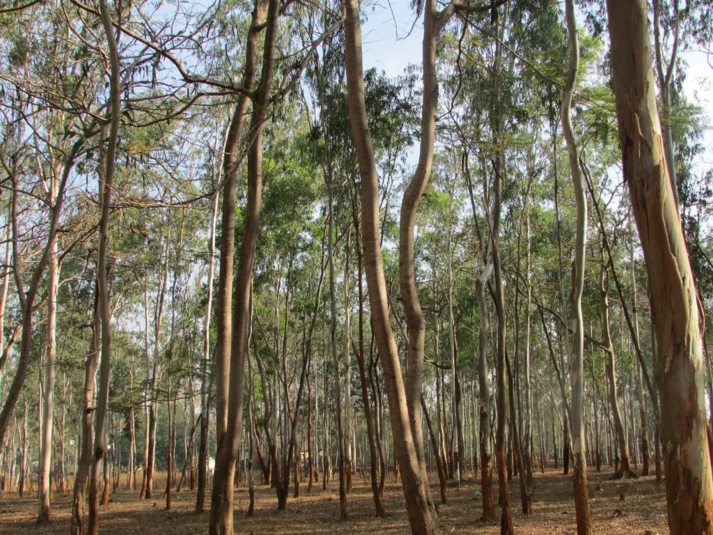 Eukalyptus Bäume zur Gewinnung von Eukalyptus sieberi (ätherisches Öl)