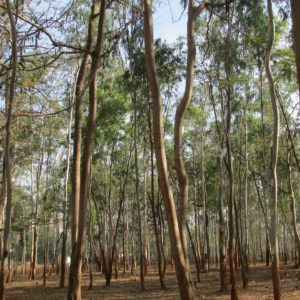 Eukalyptus Bäume zur Gewinnung von Eukalyptusöl sieberi (sieberiana)
