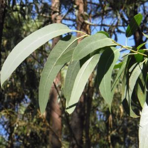 Eukalyptusblätter zur Gewinnung von Eukalyptus citriodora bio