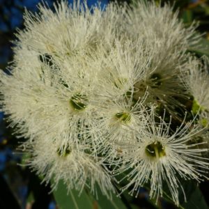 Eukalyptus viminalis - white gum zur Gewinnung von
