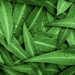 Eukalyptus_Syncarpia zur Gewinnung von Eukalyptusöl syncarpia (ätherisches Öl)