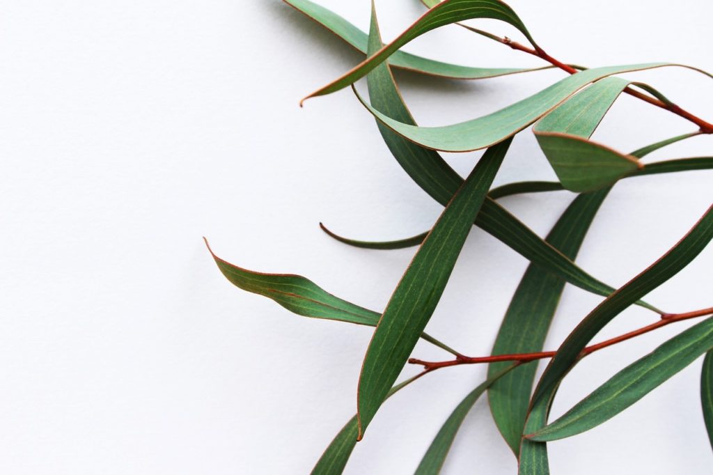 Eukalyptusblätter grün zur Gewinnung von Eukalyptus radiata bio (ätherisches Öl)