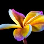 Makroaufnahme einer exotischen Frangipani-Blüte (Plumeria) mit leuchtenden Gelb-, Rosa- und Violetttönen auf schwarzem Hintergrund – Symbol für Sinnlichkeit und tropische Schönheit.