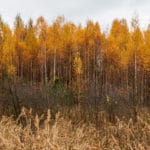 Betula alleghaniensich Britton - Gelbbirke zur Gewinnung von Birkenöl wild (Betula alleghaniensis)