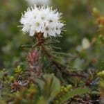 rhododendron-groenlandicum zur Gewinnung von Grönland-Porst Öl bio (Ledum groenlandicum) aus Kanada