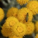 Heiligenkraut-Heiligenblume_chamaecyparissus-5352156_1920 zur Gewinnung von Heiligenkraut bio (Heiligenblume)