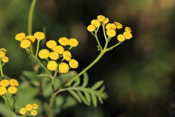 Strohblume zur Herstellung von Helichrysum faradifani (ätherisches Öl)