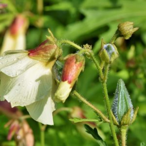 Hibiscus abelmoschus zur Gewinnung von Moschuskörner absolue 100%