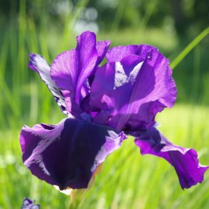 Iris Blüte Iris Pallida zur Gewinnung von Iriswurzel absolue 100% (ätherisches Öl)
