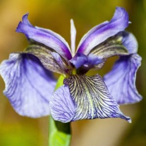 Iris pallida_Blüte zur Herstellung von Iriswurzel absolue 30% (Alkoholverdünnung)