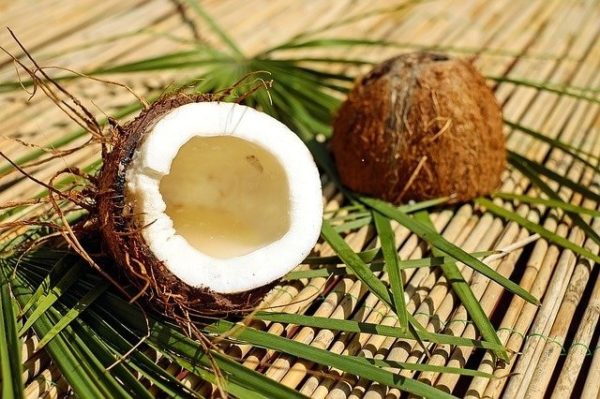 Kokosnuss zur Herstellung von Kokosöl virgin bio (kaltgepresst)