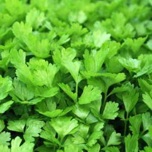 Korianderblätter zur Gewinnung von Korianderblätter - Cilantro (ätherisches Öl)