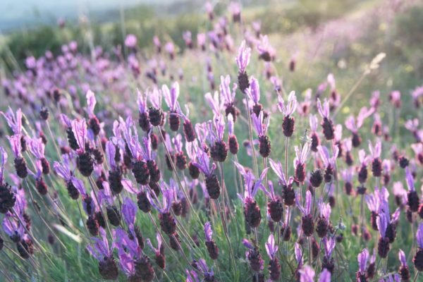 Lavandula luisieri zur Gewinnung von Lavendel Spanien bio ätherisches Öl