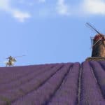 Lavendelfeld in Spanien mit Don Quijote gegen die Windmühle; Gewinnung von Lavendel Spanien bio ätherisches Öl