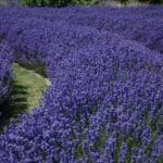 Lavendelfeld zur Gewinnung von Lavendelwasser bio (Lavendelhydrolat)