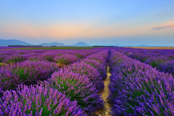 Lavendelfeld in Frankreich zur Gewinnung von Lavendelöl fein bio (Frankreich)