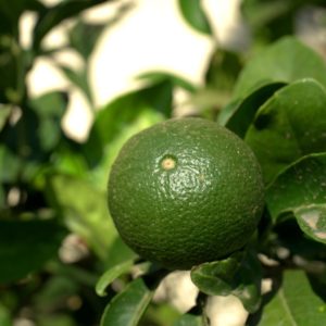 Limette mit Blättern zur Gewinnung von Petitgrain Limette (ätherisches Öl)