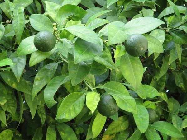 Limettenbaum - zur Gewinnung von Petit Grain Bigarade sur Fleurs