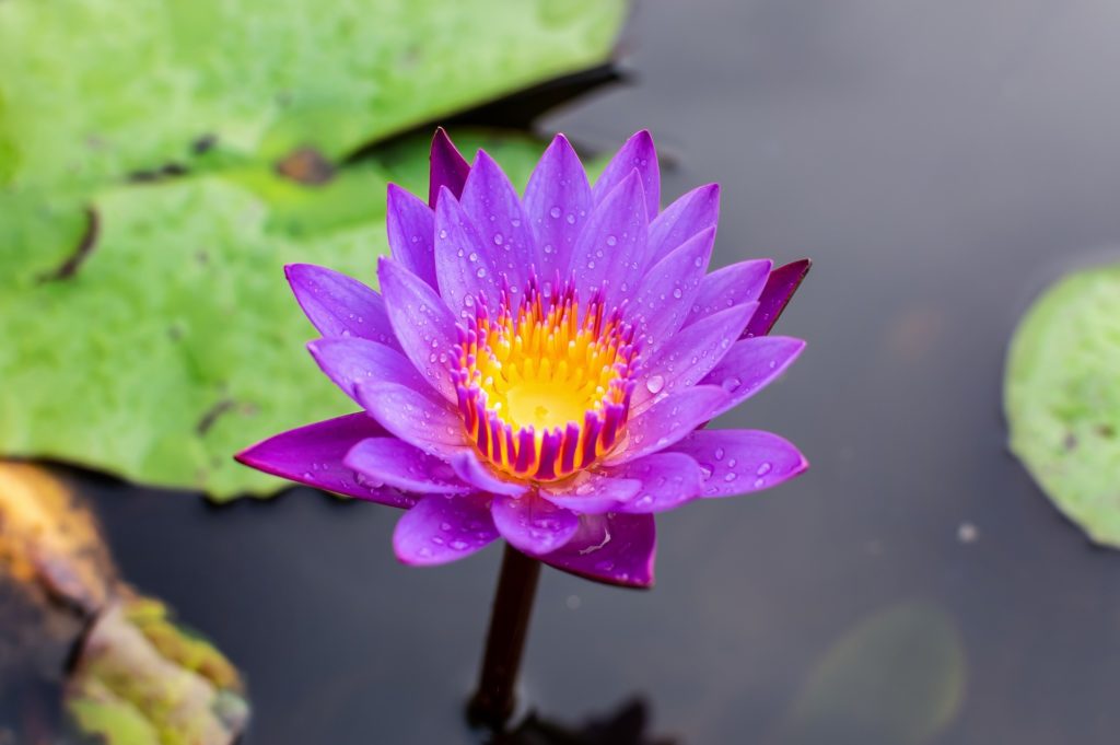 Lotus Blüte zur Gewinnung von Lotus blau absolue (nymphaea caerulea)