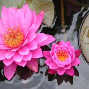 pinke Lotusblüten zur Herstellung von Lotus pink absolue 30% (Alkoholverdünnung)
