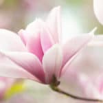 Magnolienblüte zur Gewinnung von feinstem Magnolienblütenöl