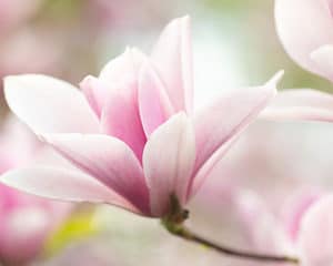 Magnolienblüte zur Gewinnung von feinstem Magnolienblütenöl