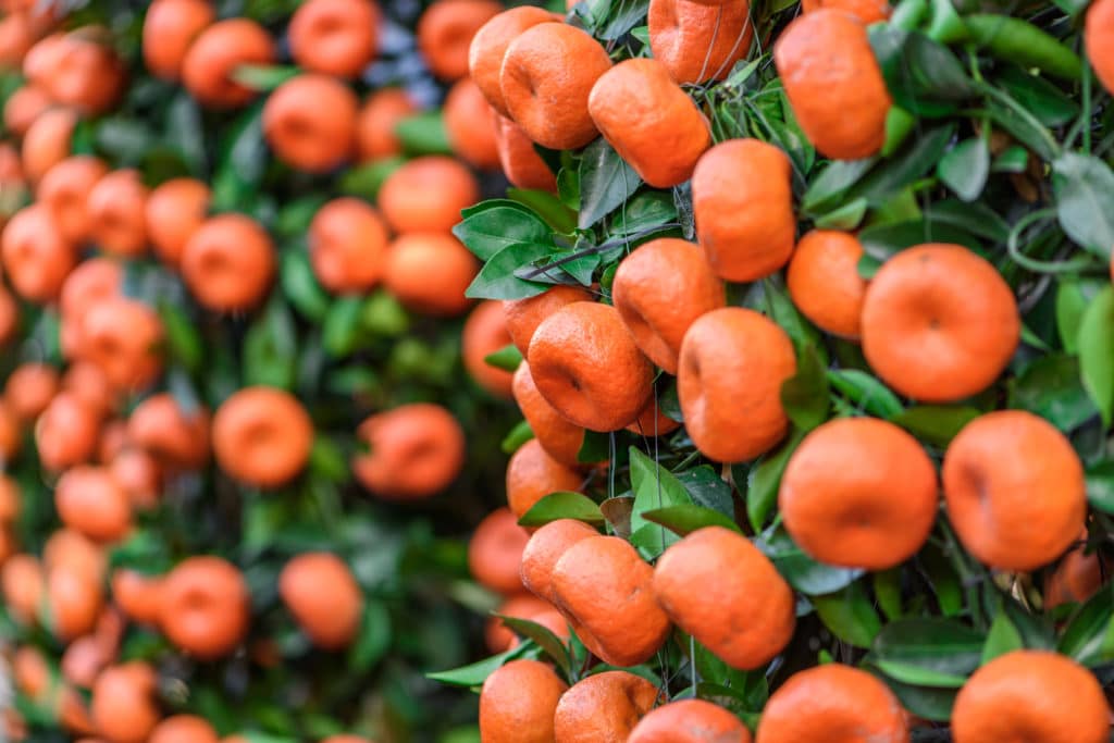 Strauch voller roter Mandarinen zur Gewinnung von Mandarine rot bio (ätherisches Öl)