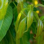 Mangoblätter zur Herstellung von Mangoblätter absolue 50% (Alkoholverdünnung)