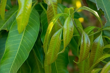 Mangoblätter zur Herstellung von Mangoblätter absolue 50% (Alkoholverdünnung)