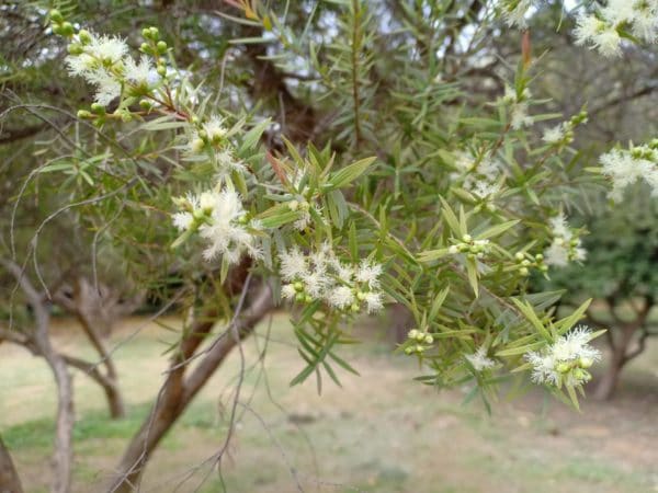 Melaleuca Ericifolia zur Gewinnung von Rosalinaöl (Melaleuca Ericifolia) ätherisches Öl