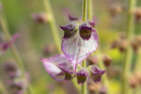 Muskatellersalbei Blüte zur Gewinnung von Muskatellersalbeiöl bio (Salvia sclarea) ätherisches Öl